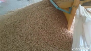 بوجاری نخود