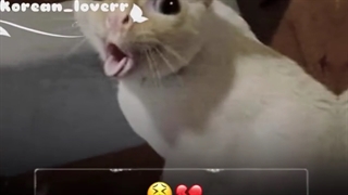 واقعا تو مخن...