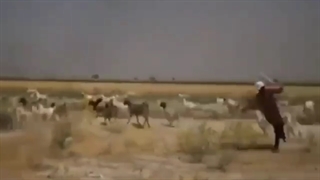 انشرلی ایرانی  جررررررر⁦(✷‿✷)⁩