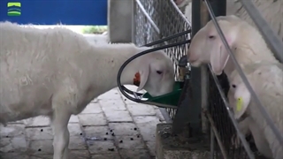 آبخوری اتوماتیک گوسفندی