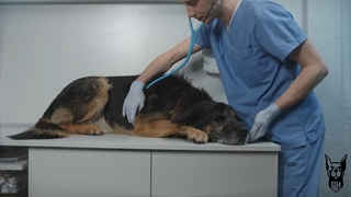 خرید غذای سگ