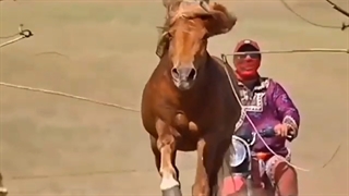 مهار کردن اسب وحشی