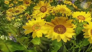 با خیالت امشب ...