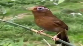 کلیپ صبح بخیر