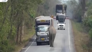 واکنش جالب فیل با ماشین های عبوری