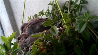 فیلمبردار-حسام الدین شفیعیان