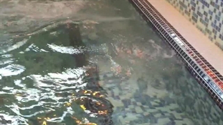 جکوزی خانوادگی آبدرمانی ژنرال