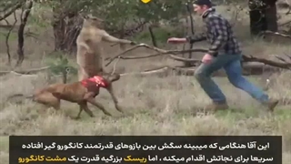 مبارزه با کانگورو برای نجات سگ