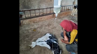 نحوه تزریق سرم جهت درمان اسهال گوساله