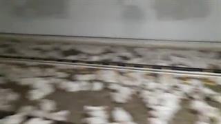 تراکم مناسب در مرغداری: ادامه ویدئوی تراکم در پرورش مرغ گوشتی