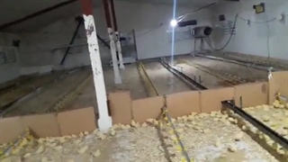 نکات مدیریتی در ارتباط با روز های اول پرورش جوجه گوشتی