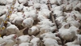 پرورش مرغ گوشتی: برنامه خاموشی در روز آخر پرورش #shorts