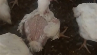 پر درآوری خروس: آیا اصلاح نژاد بدنبال کاهش پردرآوری مرغ گوشتی بوده؟ #shorts