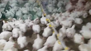 زمان مناسب برای آنتی بیوتیک تراپی موثر در پرورش مرغ گوشتی