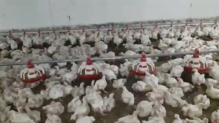 بی آبی در پرورش مرغ گوشتی: بررسی دلایل بروز این مشکل