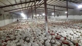 پرورش مرغ گوشتی: معایب کمبود تجهیزات گرمایشی در سالن مرغداری