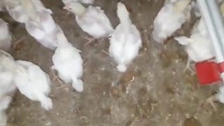 پرورش مرغ گوشتی: بررسی تغییرات گوارشی و دفع دان