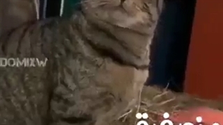 من برگشتم