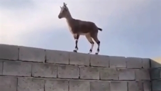 میگن بز وتیز