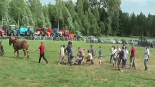 مسابقه طناب کشی بین اسب و 18 مرد