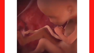 مراحل رشد جنین در رحم مادر