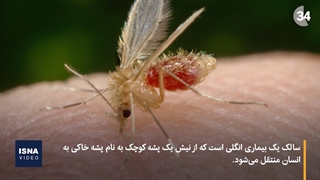 ابتلای بیش از ۱۰ هزار نفر به سالک از ابتدای امسال