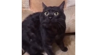 رید به اهنگ