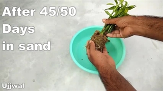 تکثیر قلمه بامبو در آب