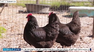 دوره آموزش پرورش مرغ - پرورش مرغ بومی تخمگذار -  پنج اشتباه مرگبار پرورش مرغ