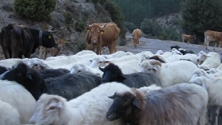 پرورش گوسفند و گاو