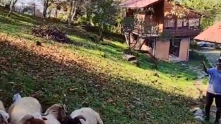 کلبه‌های چوبی جذاب و دیدنی در دل جنگل‌های ماسال