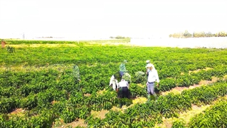 بازدید کارشناسان مجموعه مزرعه دانش از مزرعه فلفل دلمه کروسادر شهرستان سپیدان