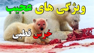 ویژگی های جالب خرس قطبی