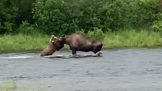 لحظه شکار گوزن شمالی توسط خرس گریزلی در رودی خروشان در آلاسکا