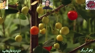 انشای خاطرات طالب| دکلمه غزل عاشقانه| جادوی صدای حورا سادات علویان