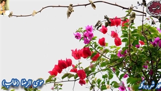 غزل راز و نیاز سعی دل طالب | غزلیات | صدای دلکش معصومه نعیمی