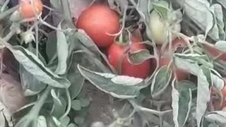 نتیجه استفاده از کود مخصوص گوجه فرنگی شوک برای مزرعه گوجه