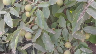 آشنایی با درخت ژنوتیپ مادر باغ پالیز