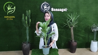 روش نگهداری گیاه آگلونما هندوانه ای | سانا گل