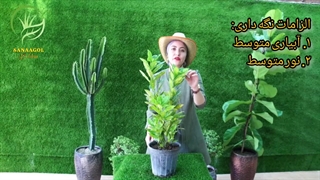 روش نگهداری گیاه آکوبا | سانا گل