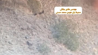 چهار قلاده خرس سیاه آسیایی در کهنوج کرمان مشاهده شد