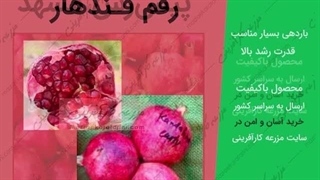 ارقام درخت انار در نهالستان انار مزرعه کارآفرینی 09915131382