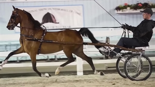 این اسب‌های زیبا