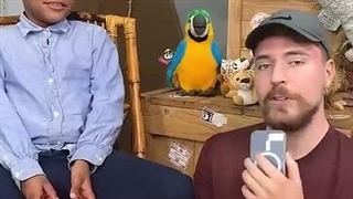 Would You Pet a Cheetah in Africa - MrBeast Short Video 10