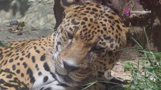 جاگوار در مقایسه با پللنگ