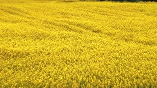 پنج راز افزایش تناژ ذرت!#آموزش_کشاورزی