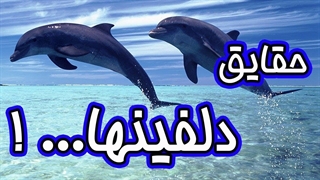 دانستنی هایی جالب درباره دلفین ها دنیای جالب دلفین ها