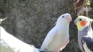 دنیای موسیقیایی عروس هلندی: از آوازهای شاد تا نغمه‌های آرامش‌بخش