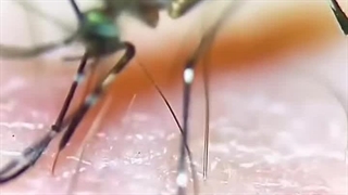 راهنمای خرید دستگاه دفع حشرات مناسب برای خانه و محل کار