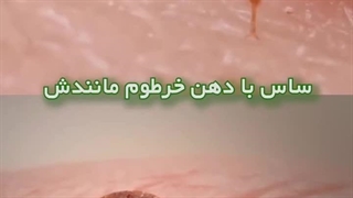 تأثیر دستگاه‌های فراصوت بر سلامت انسان و حیوانات خانگی